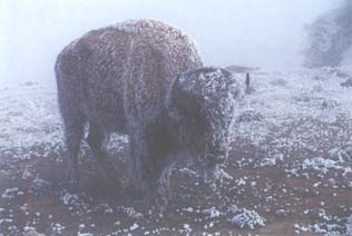 Ein Bison-Büffel