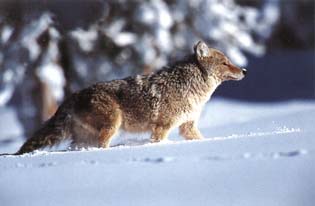 Kojote (Canis latrans) 